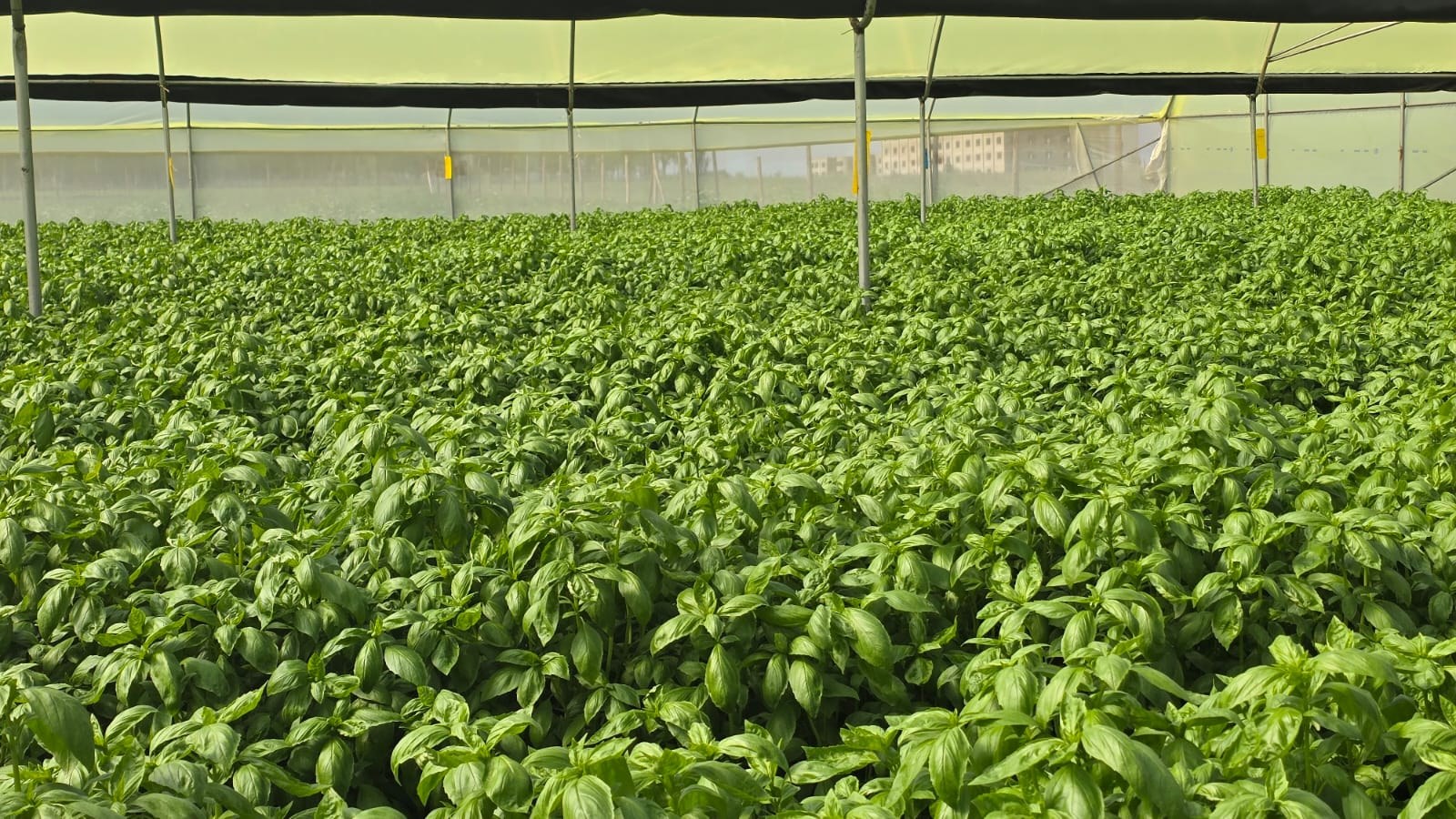 Fresh basil under greenhouse cover in Kenya