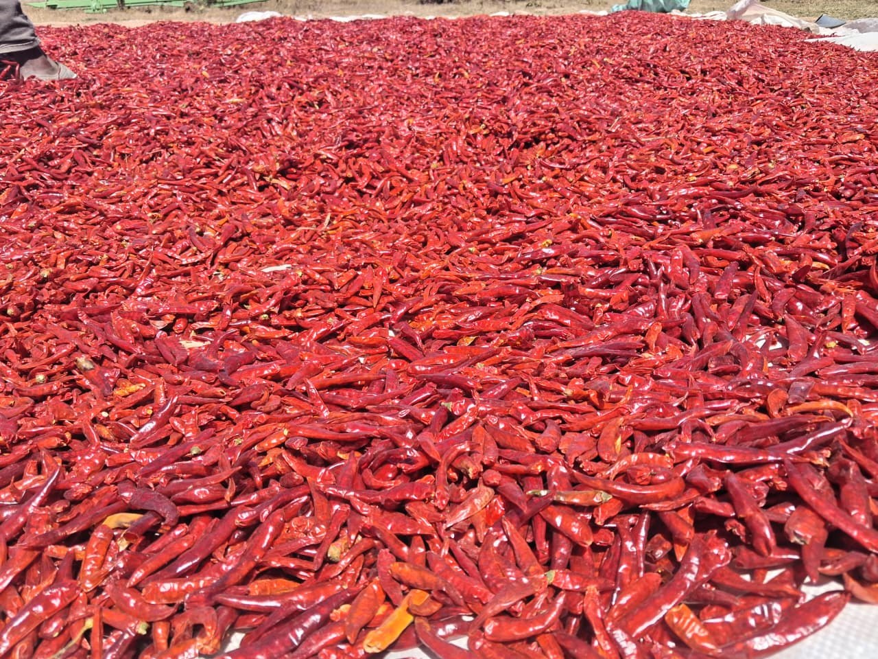 Red chillies sun drying on racks in Kenya