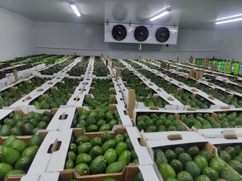 Cartons of avocados in the cold store before export