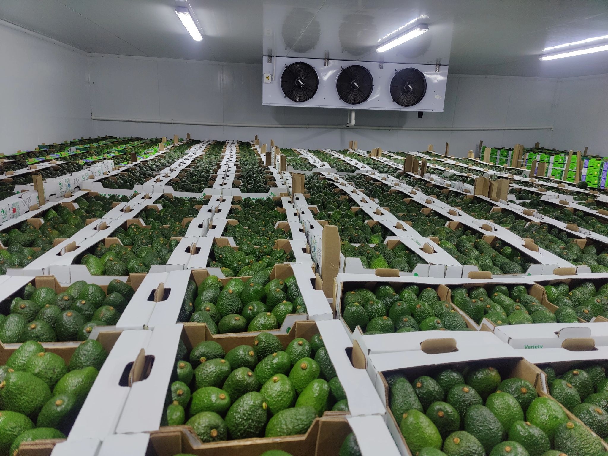Pallets of packed Hass avocados in a cold store before loading