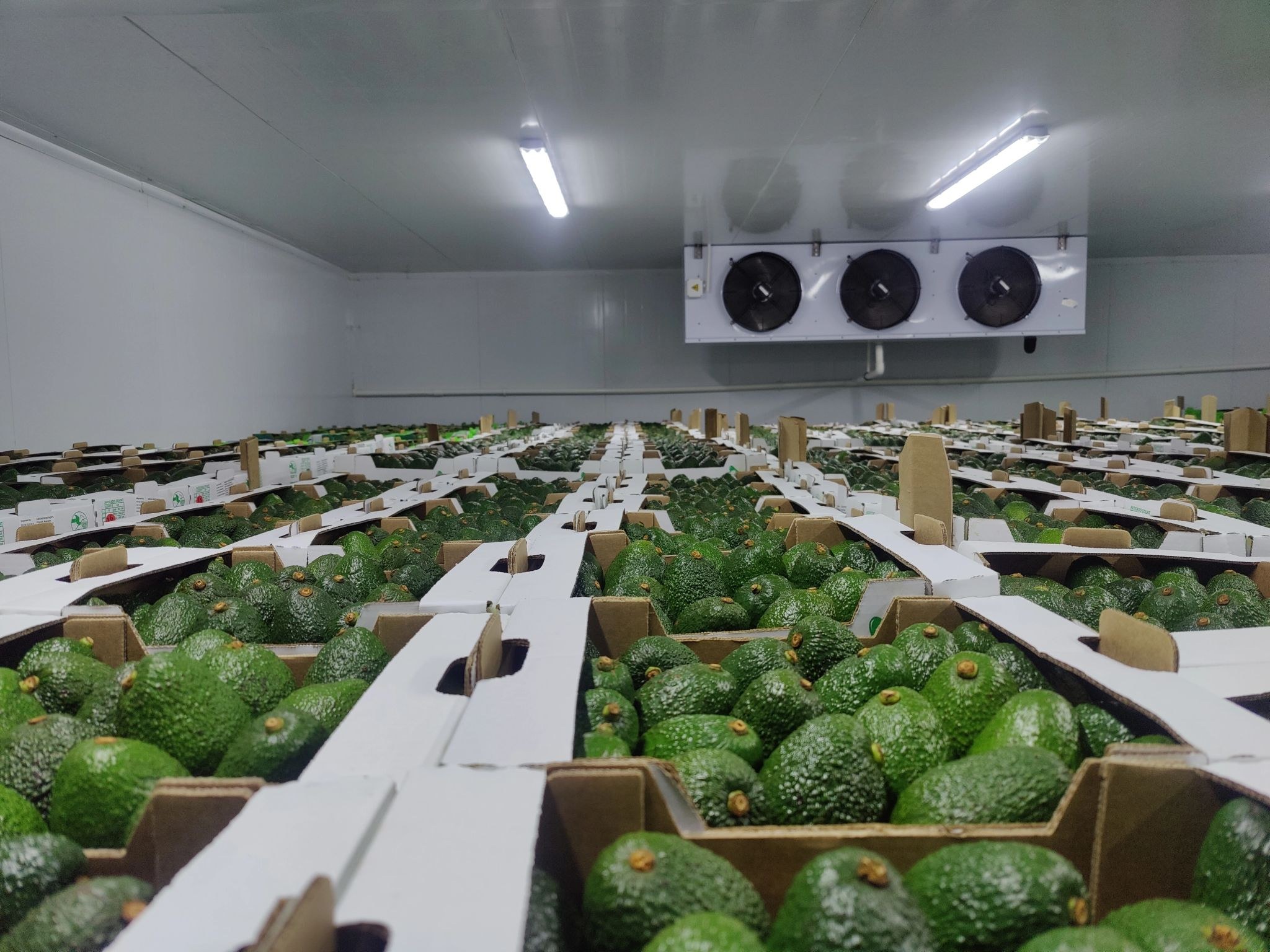 Packed Hass avocado cartons in the packhouse cold store before loading