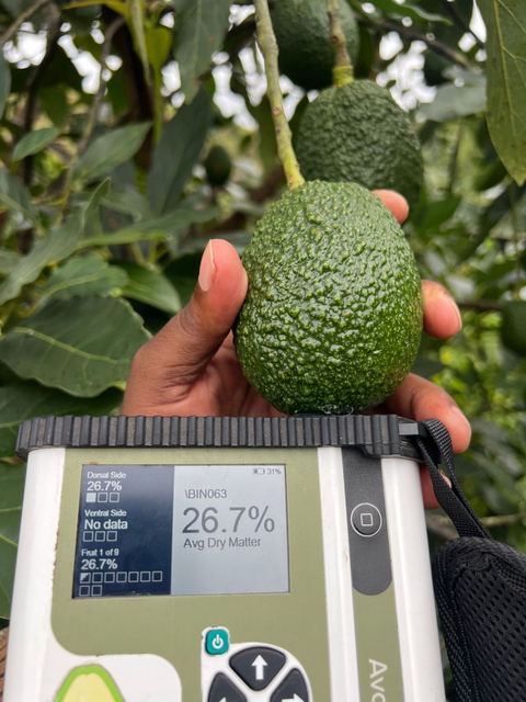 Dry matter test on a Hass avocado in a Kenyan orchard
