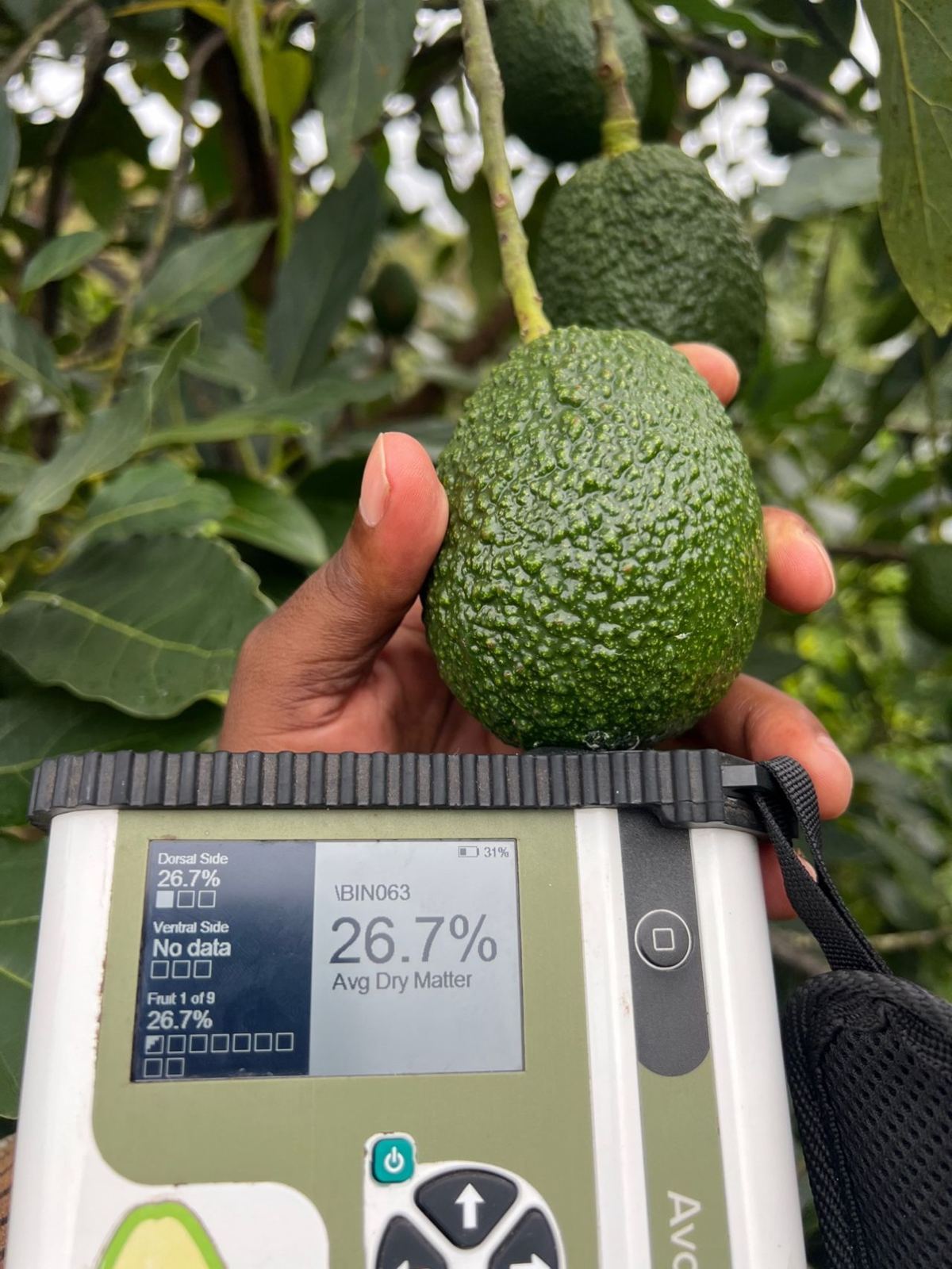Dry matter test on a Hass avocado in the orchard reading 26.7 percent