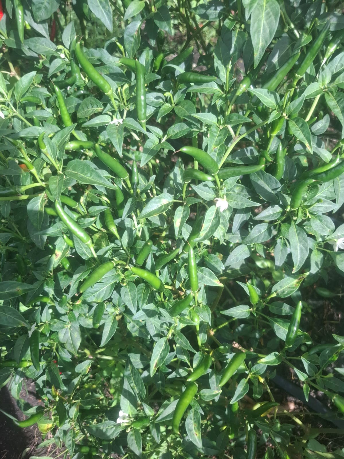 Fresh chillies on the plant before harvest