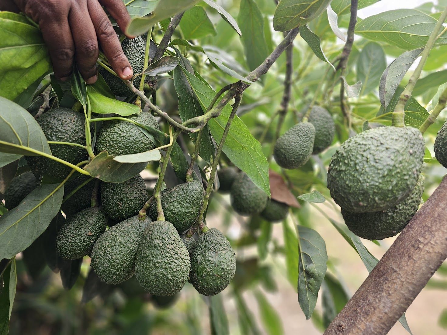Konza Tropicals consultant with a grower in a Kenyan Hass avocado orchard