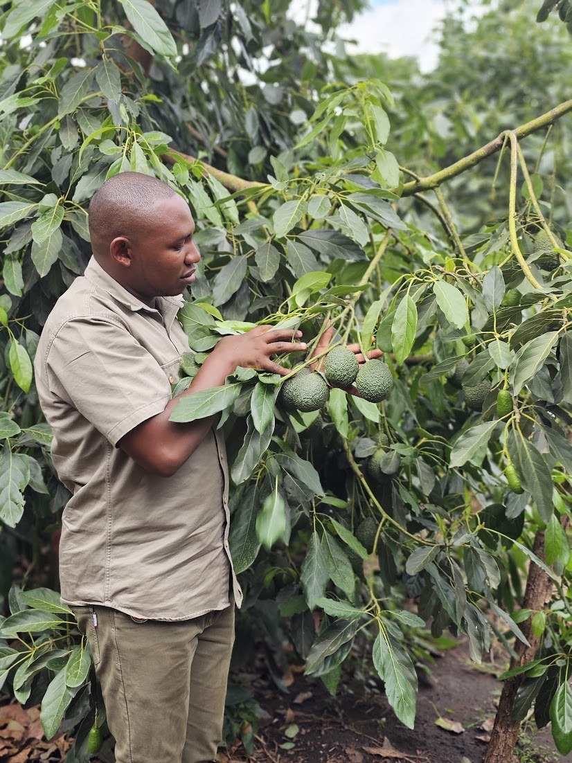 Agronomist inspecting Hass avocados on the tree during a farm visit in Kenya