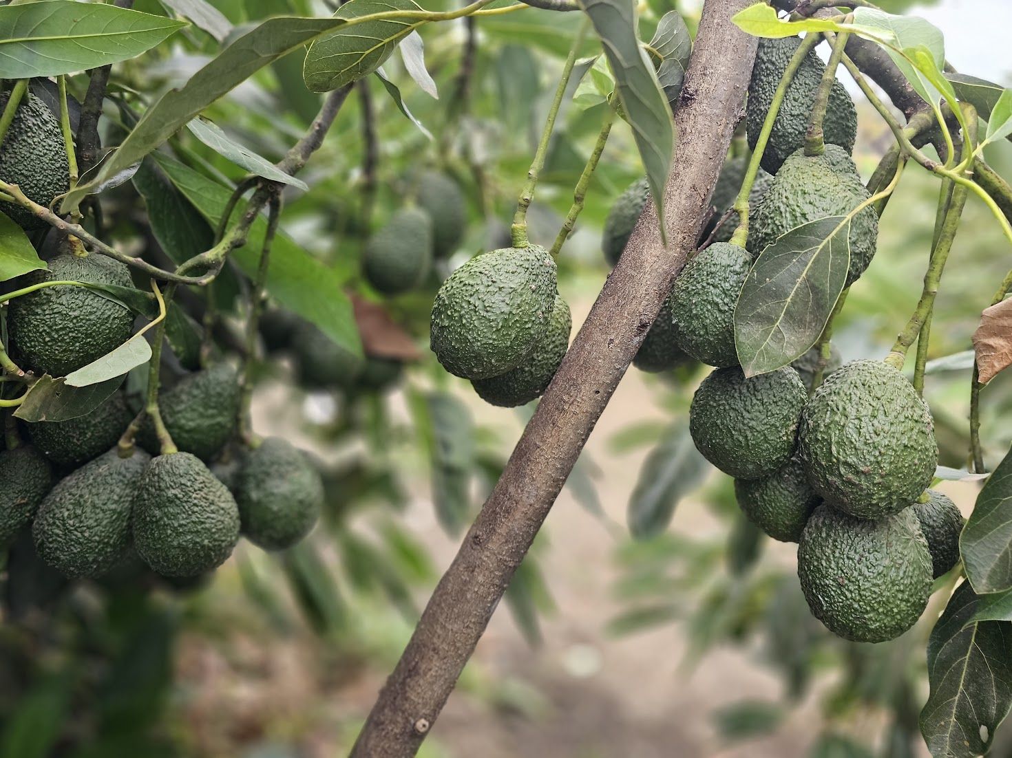 Hass avocados on the tree at the Konza Tropicals plantation