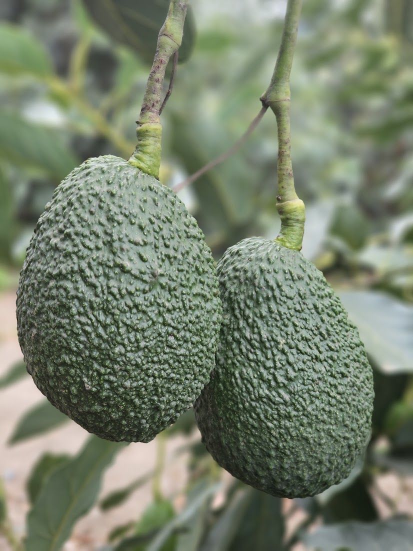 Kenyan Hass avocado at harvest maturity for the Israeli summer import window