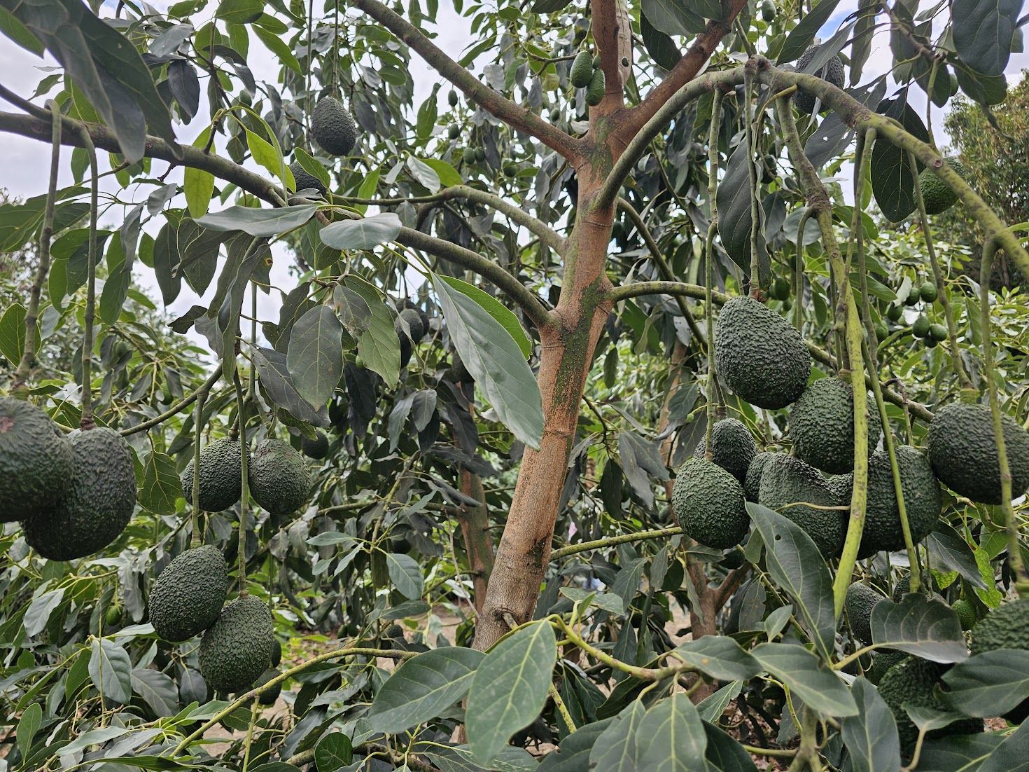 Hass avocado trees on the Konza Tropicals commercial plantation in the Rift Valley of Kenya