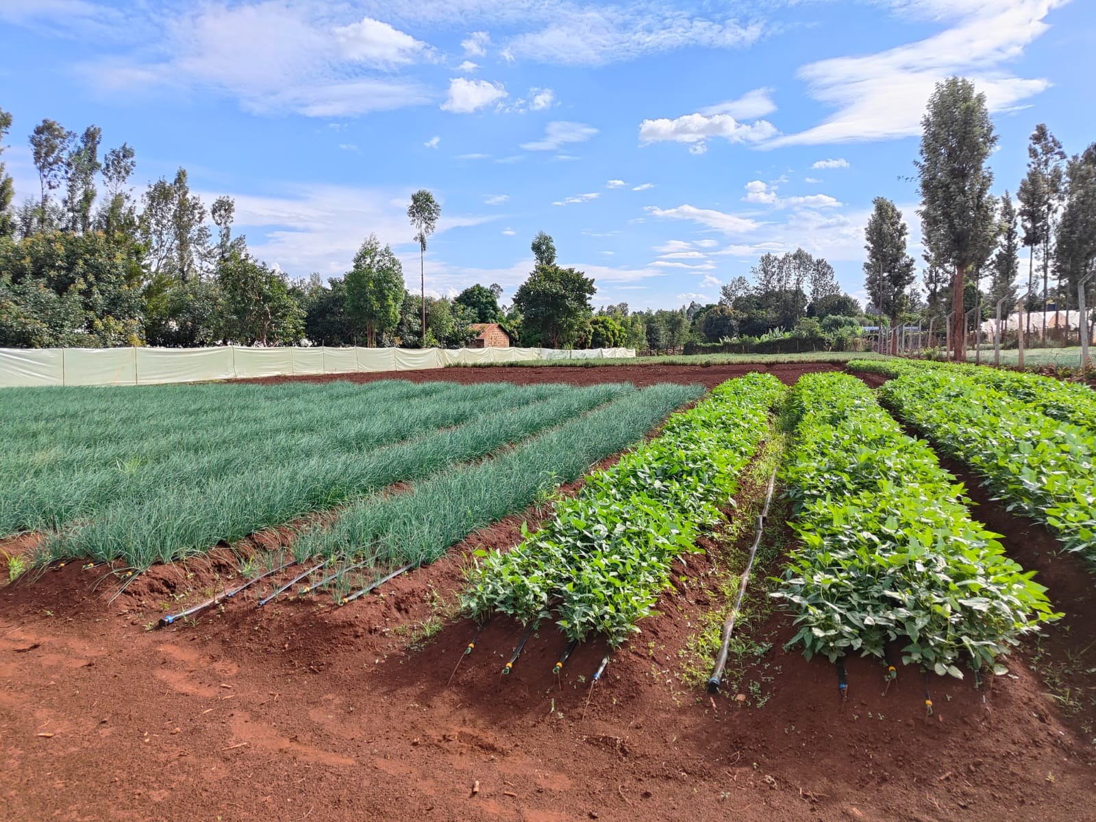 Open field herb production on the Kenyan highlands