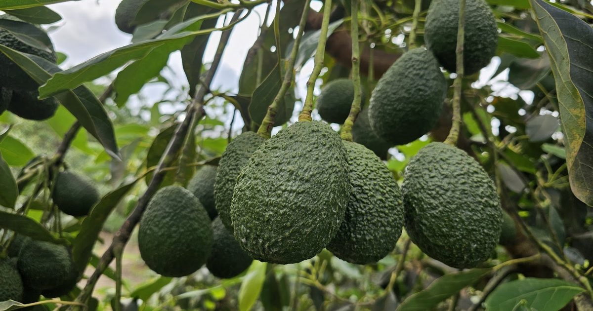 Insights: Kenya Avocado Season, Import Guides, Oil | Konza