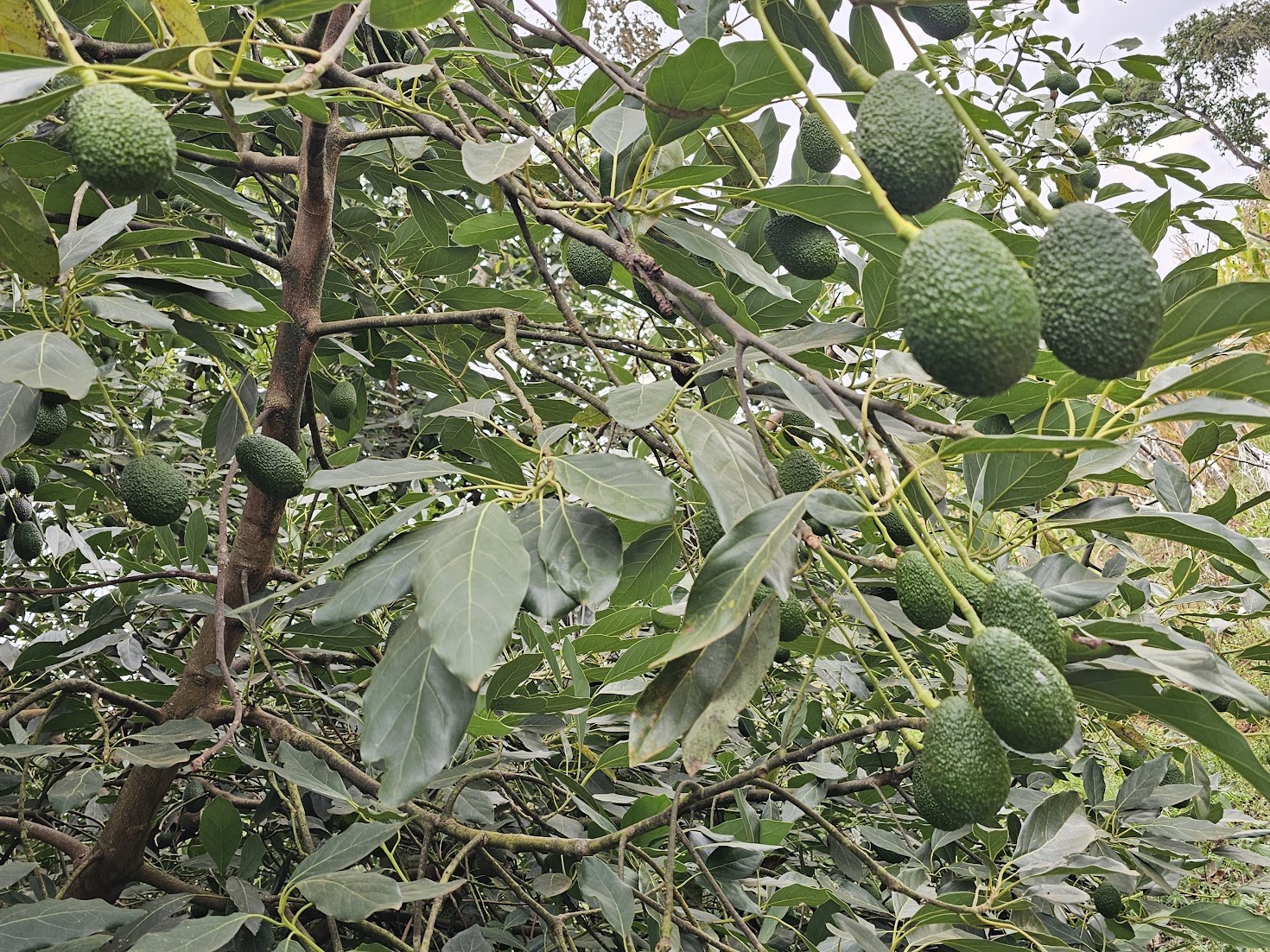 Hass avocado orchard canopy on a Konza Tropicals partner farm