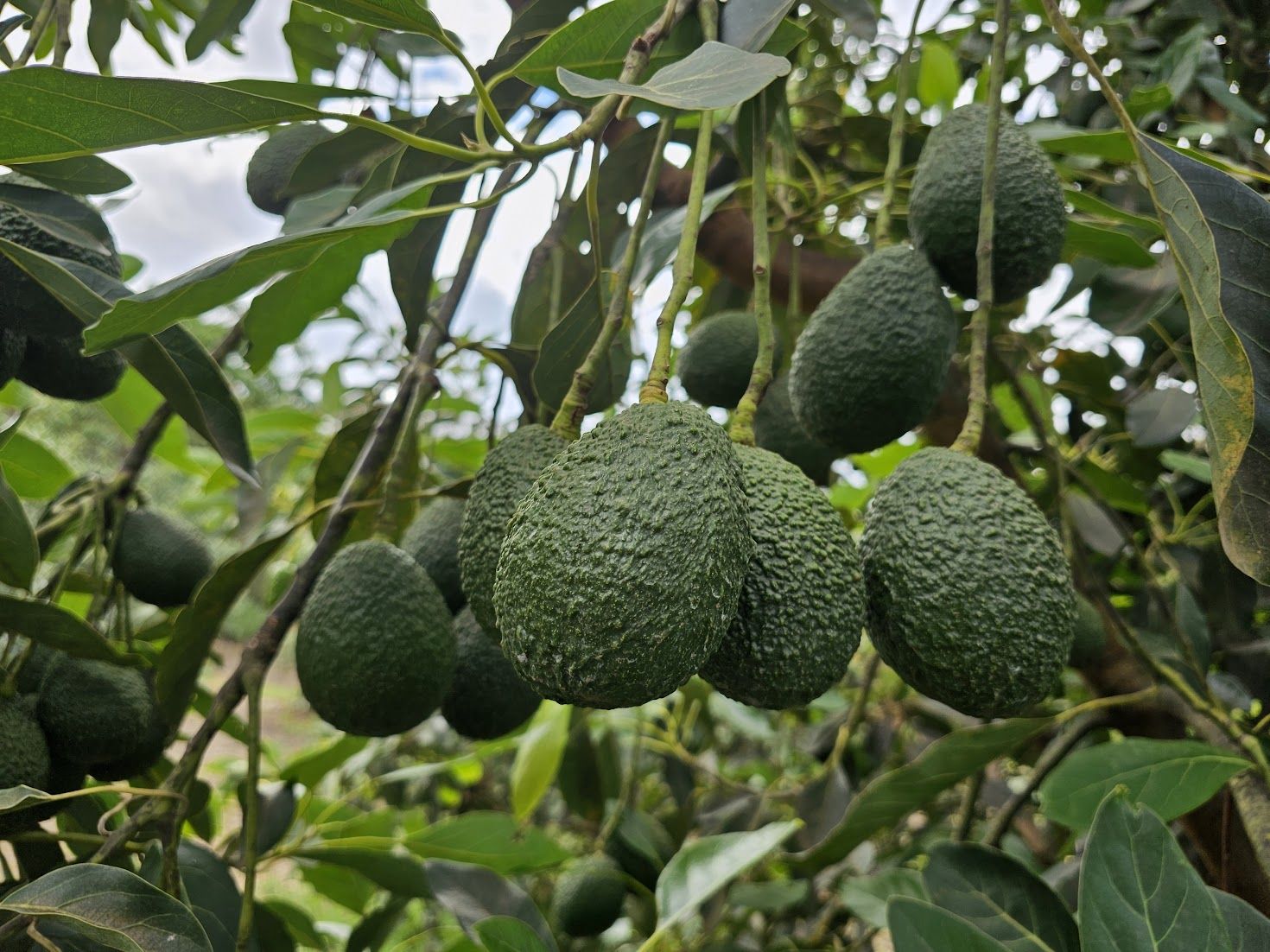 Hass avocados on the tree at the Konza Tropicals plantation in the Rift Valley of Kenya