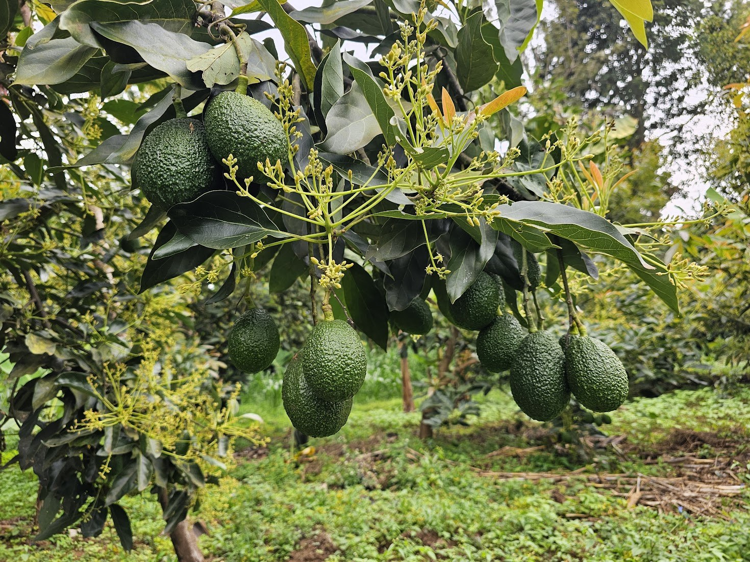 Rows of Hass avocado trees on a commercial plantation in the Rift Valley of Kenya