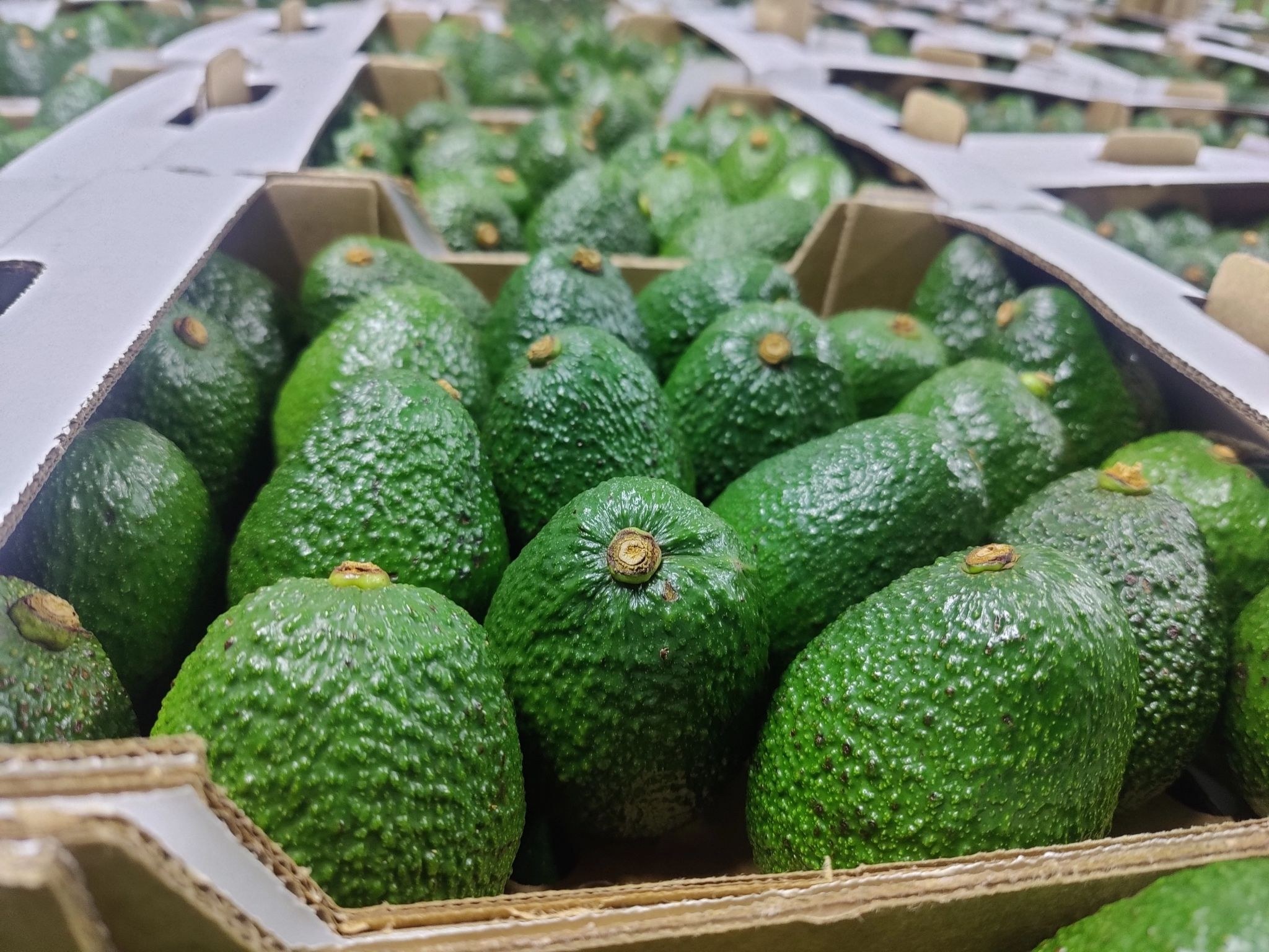 Export grade Kenyan Hass avocados packed in cartons