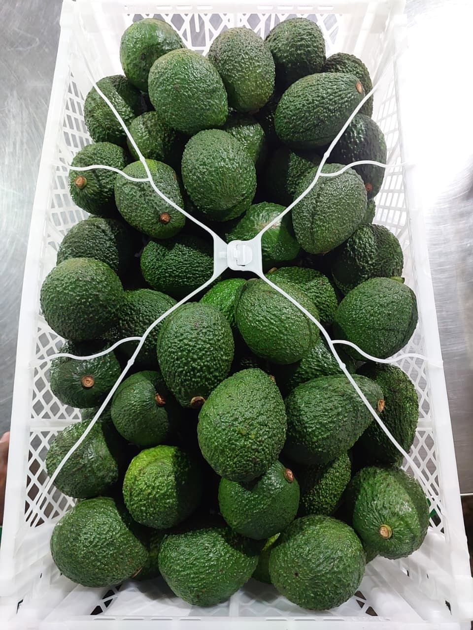 Export grade Kenyan Hass avocados packed in a crate