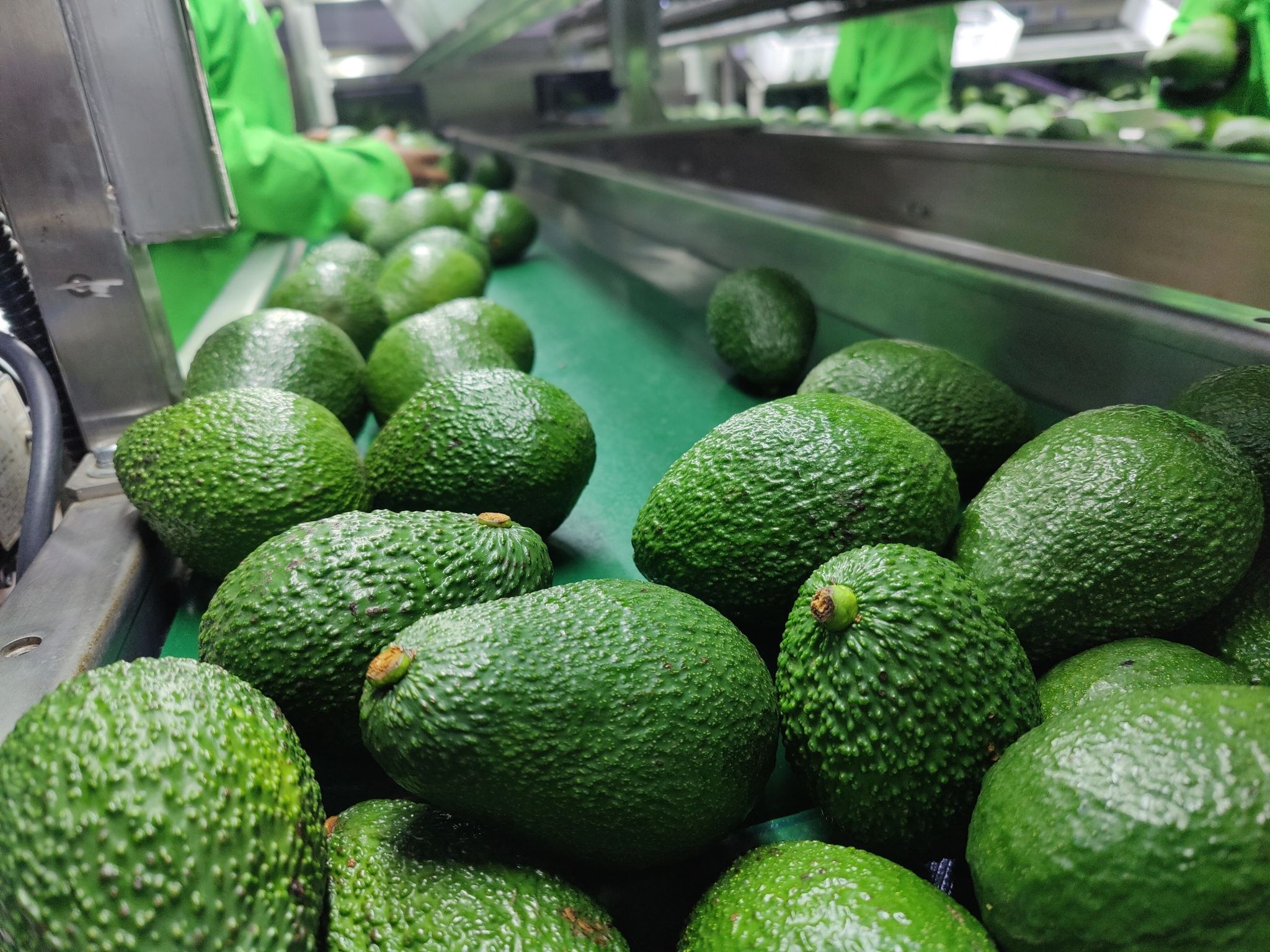 Hass avocados on the packhouse grading line