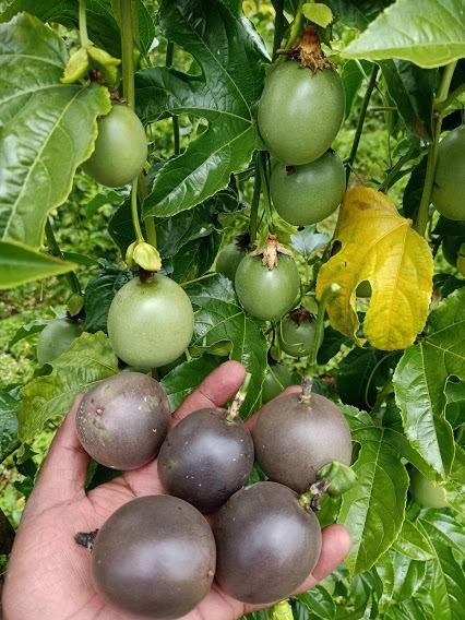 Purple passion fruit for puree