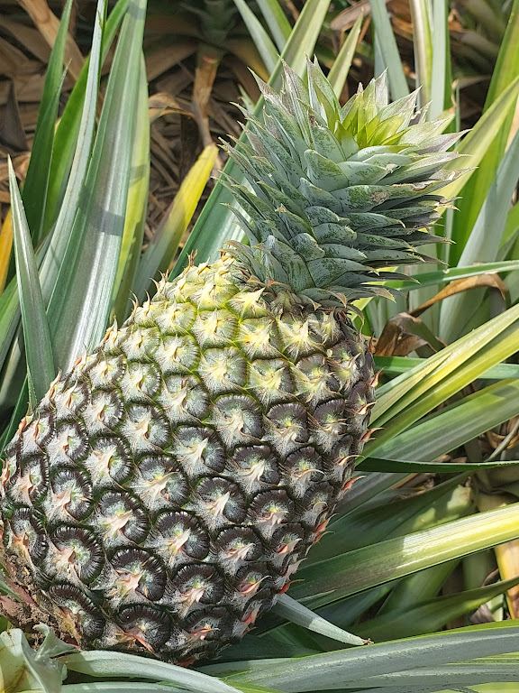 MD2 pineapple for drying