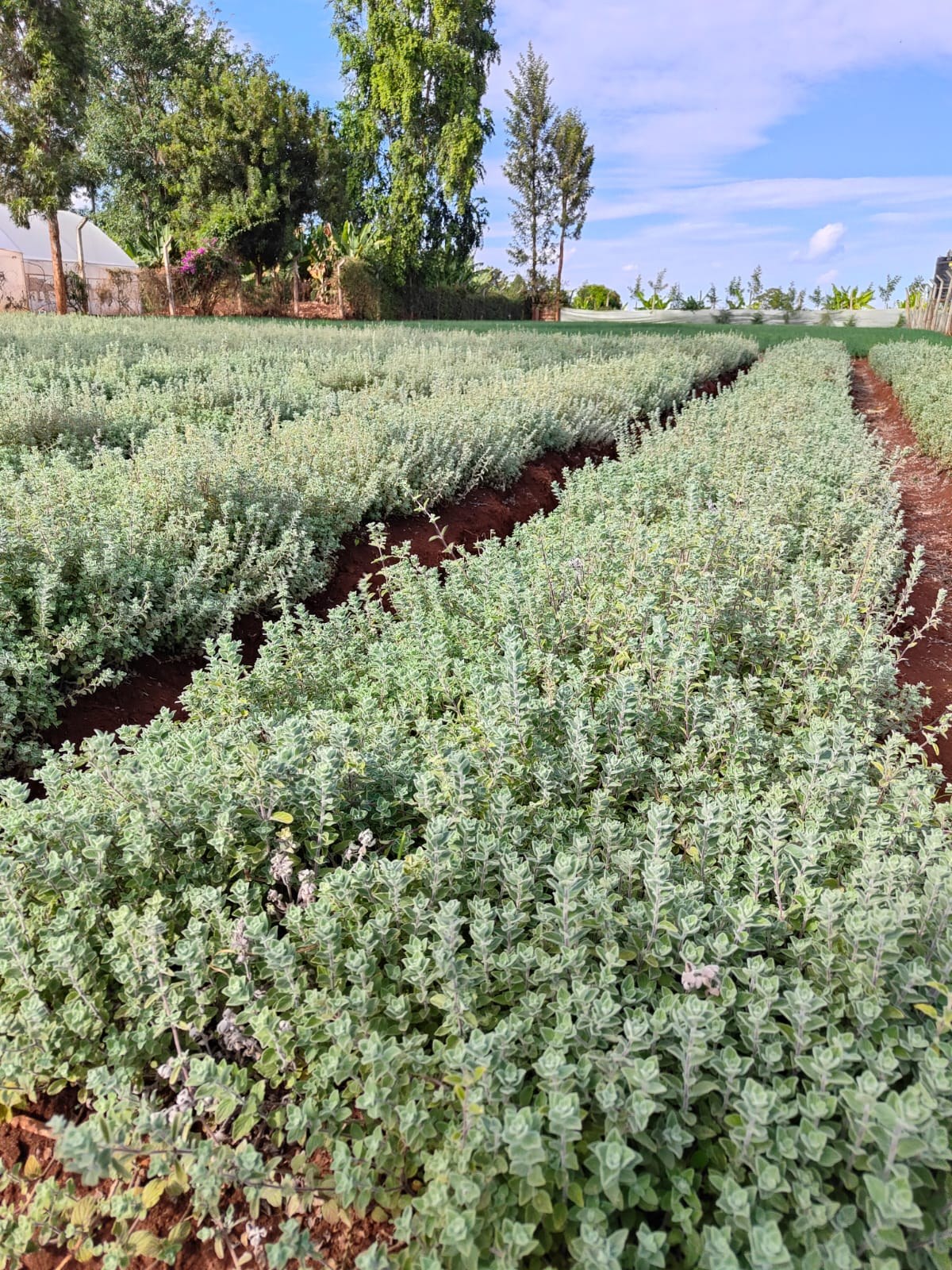 Rows of thyme and oregano ready for harvest